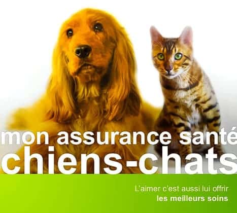 April est une des meilleures assurances pour animaux