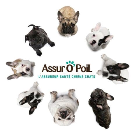 assuropoil.fr est une des meilleures assurances pour animaux