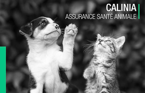 ECA assurance est une des meilleures assurances pour animaux