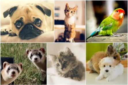 Le top des 7 meilleures assurances pour animaux !